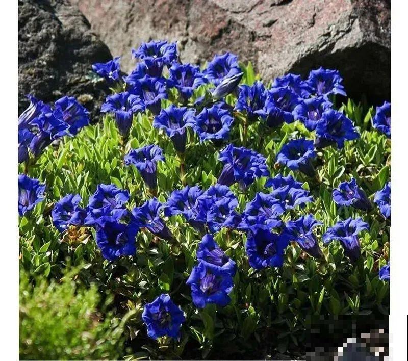 天冷才开的龙胆花，爆了上百朵，零度之下照样美！