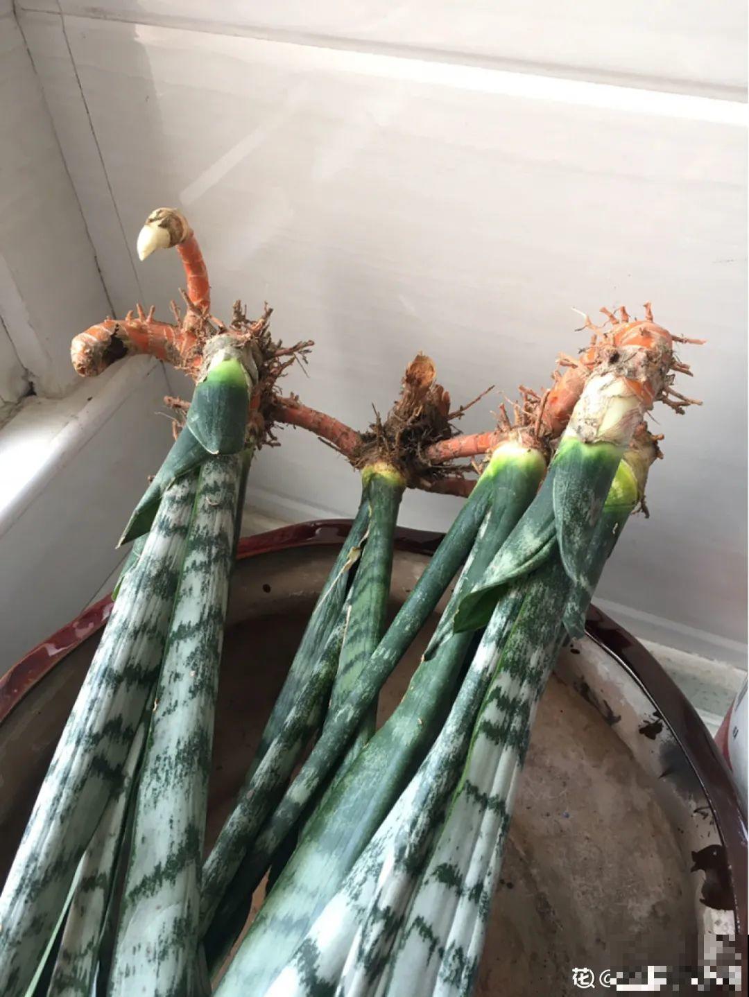 10种花少浇水，天冷容易涝根，旱一旱才长得旺