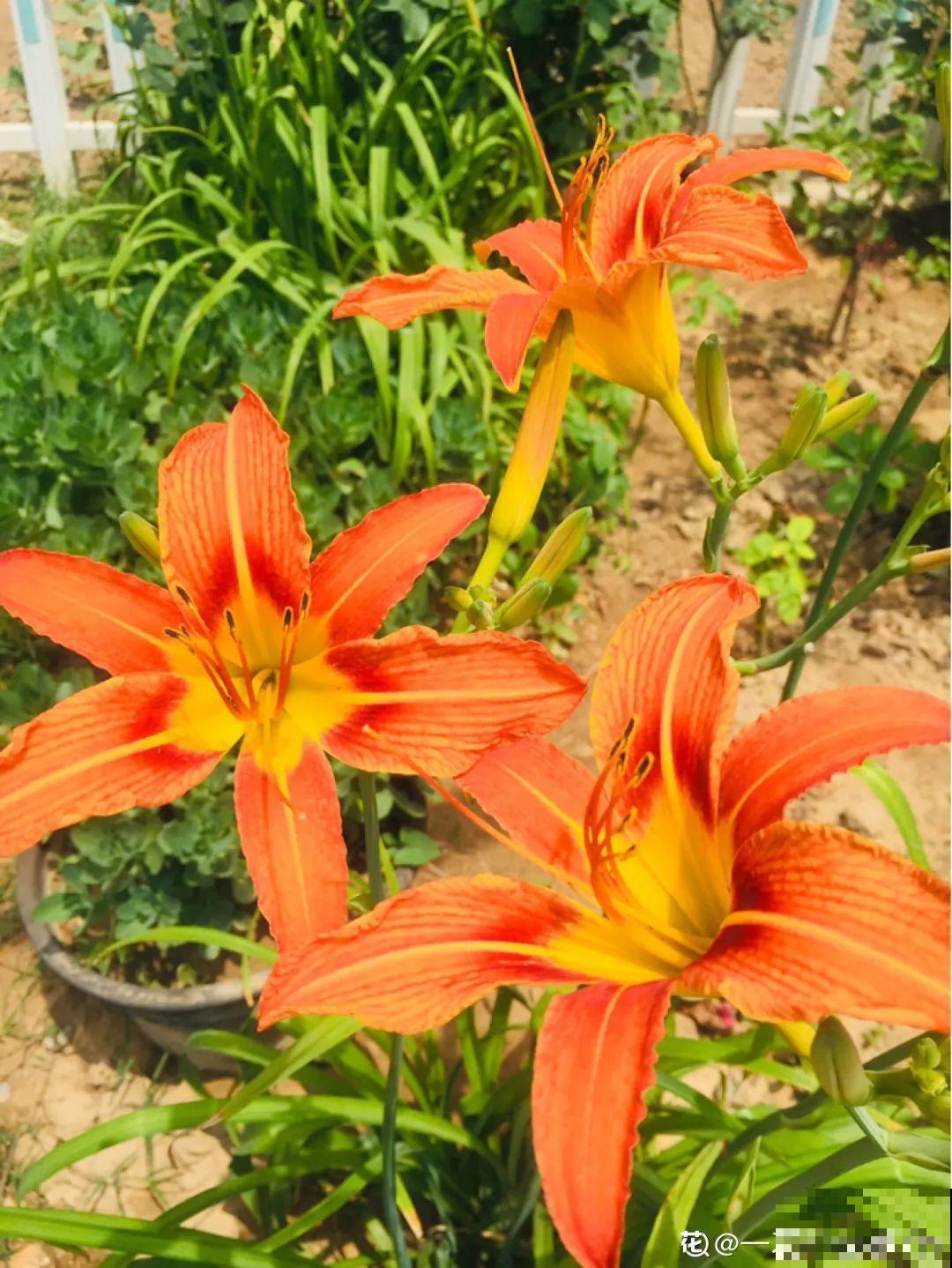 50种小时候常见的野草，现在几乎见不到了