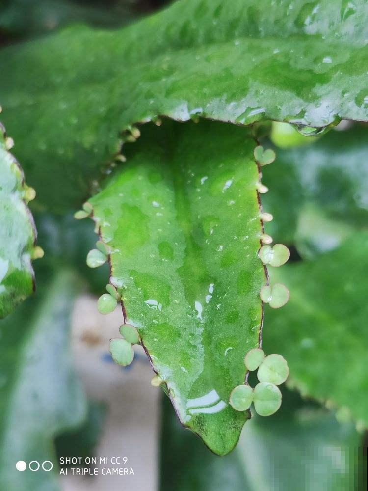 3种花开花颜值高,但是不能随意养护,泛滥成灾就麻烦了 3种花开花颜值高,但是不能随意养护,泛滥成灾就麻烦了