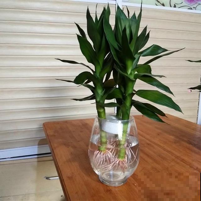 四季常青的富贵竹，土培长得更壮，叶子枝条节节高