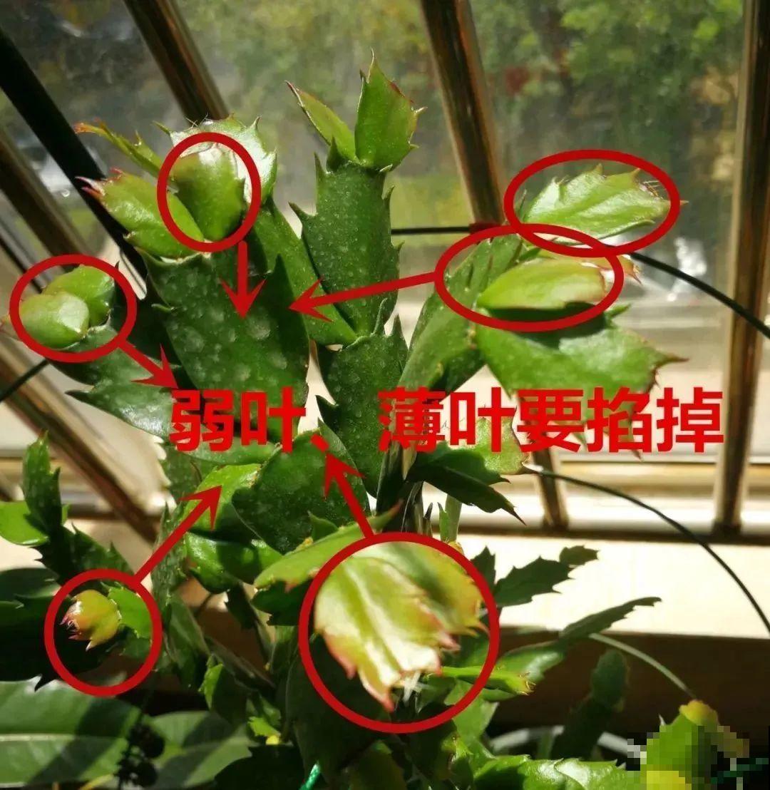 霜降来临，茉莉抓紧剪一波，更抗冻，好过冬！