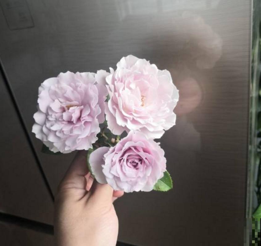 小型月季就选蜻蜓,花美气味香,隔着老远能闻见! 小型月季就选蜻蜓,花美气味香,隔着老远能闻见!