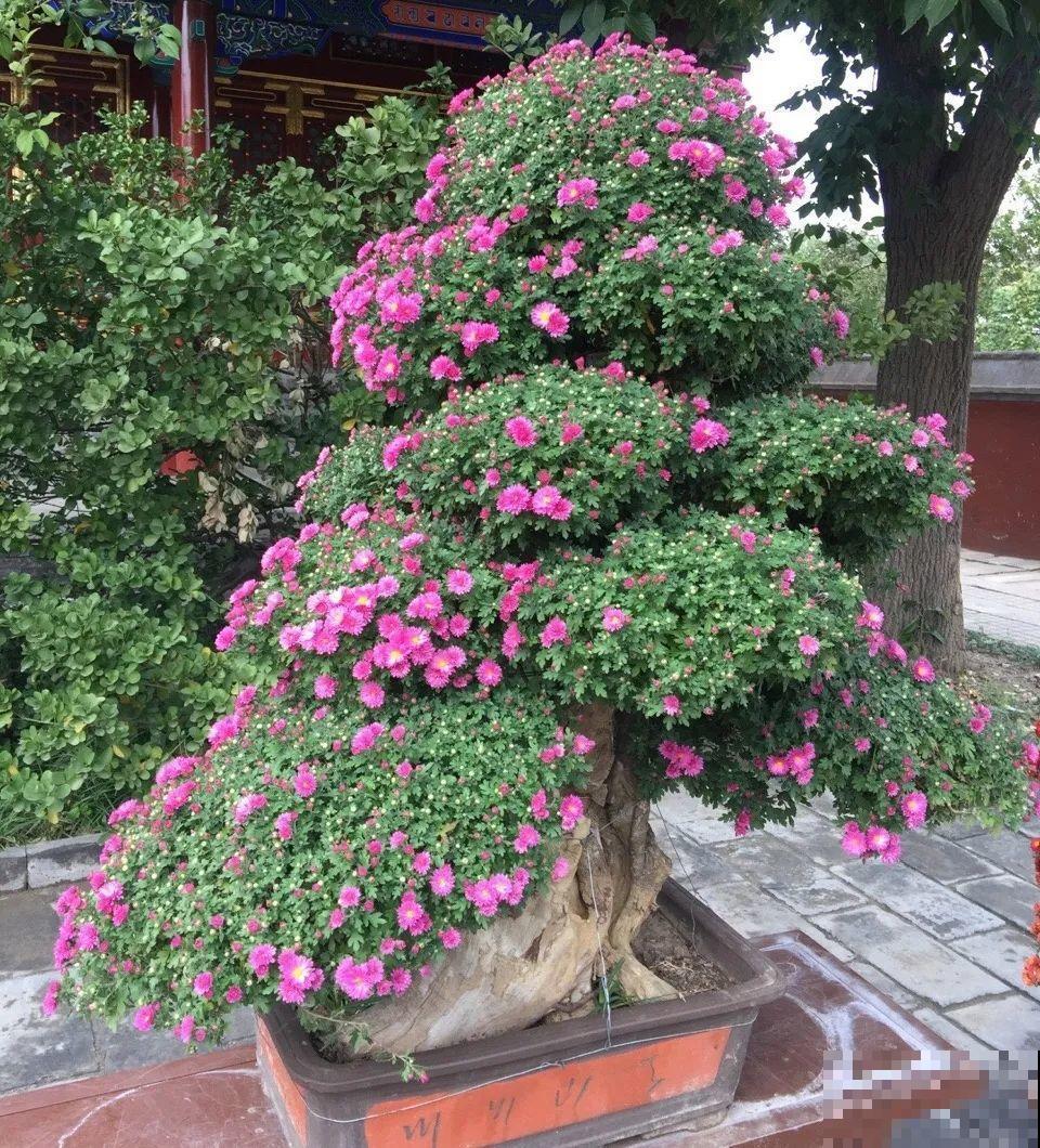 最大的长寿老桩,7年时间,养成盆景! 最大的长寿老桩,7年时间,养成盆景!