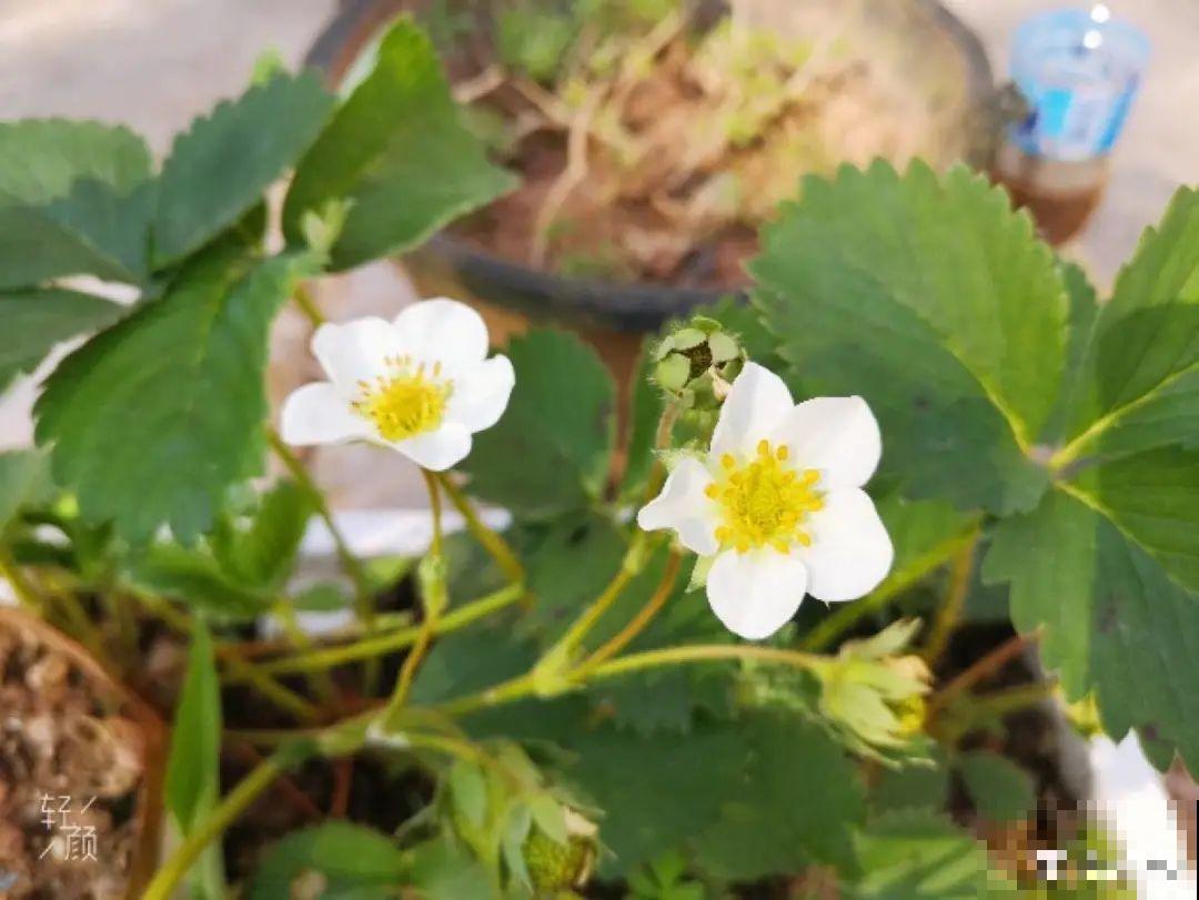 冬天养盆草莓，一盆能结不少果子，全家都够吃