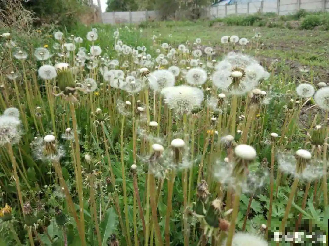 50种小时候常见的野草，现在几乎见不到了