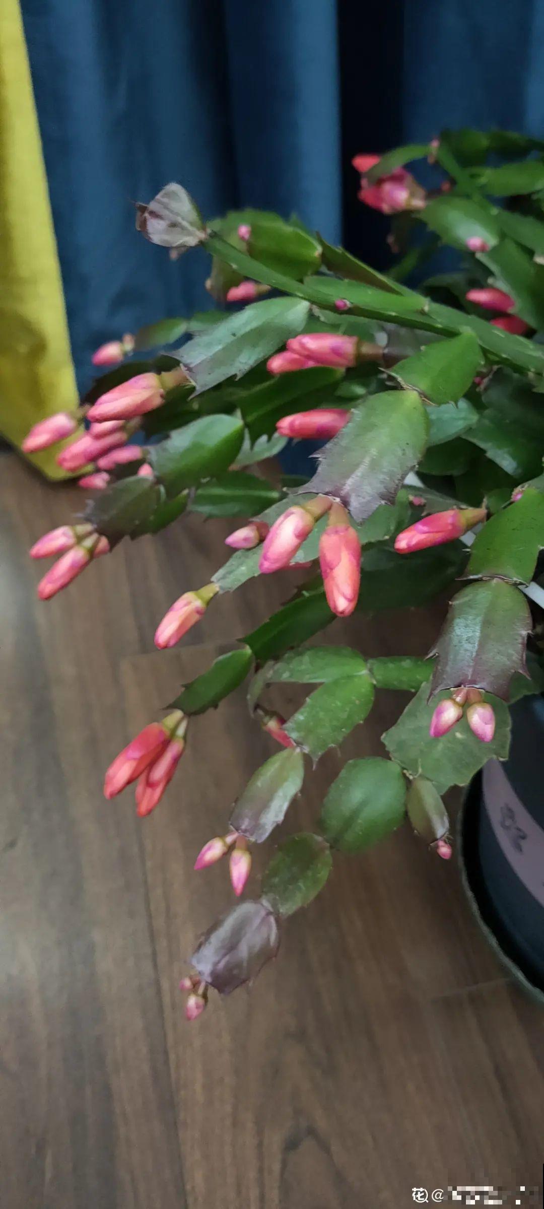 蟹爪兰冒了100个花苞，被她剪了70个，心疼！