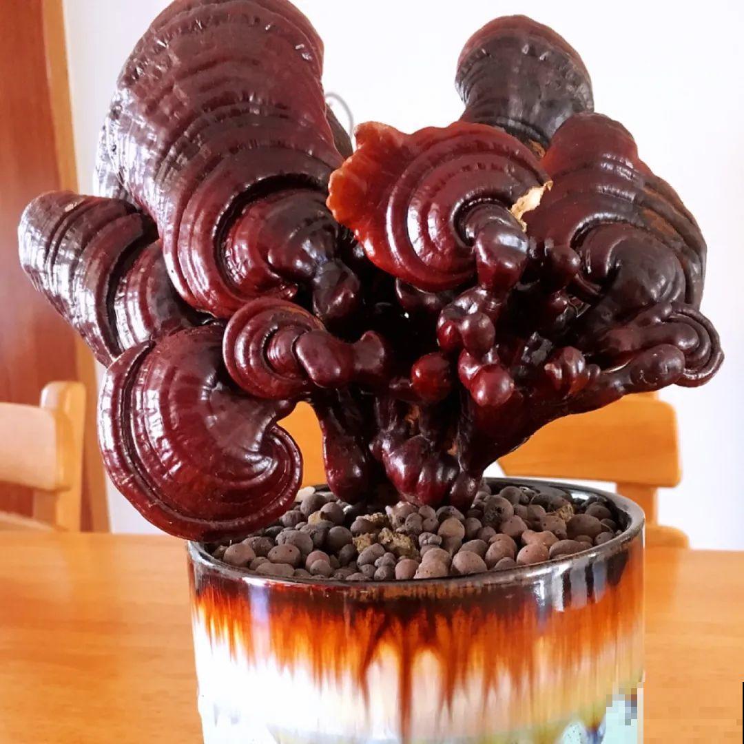 白菜在家养了8年,养成了老桩,长得可旺盛! 白菜在家养了8年,养成了老桩,长得可旺盛!