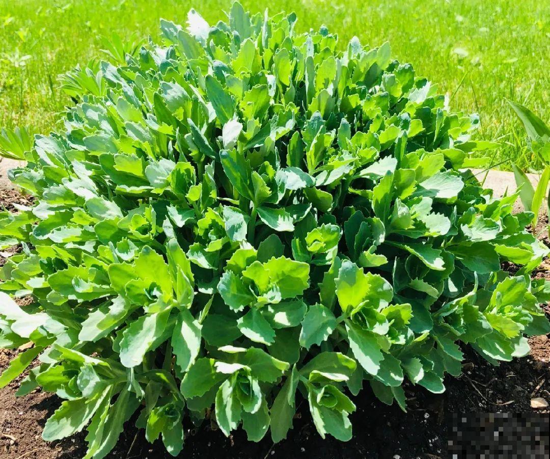 白菜在家养了8年,养成了老桩,长得可旺盛! 白菜在家养了8年,养成了老桩,长得可旺盛!