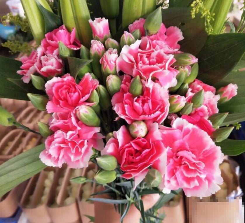 养康乃馨很省心,施点肥料蹭蹭长,坐等开花! 养康乃馨很省心,施点肥料蹭蹭长,坐等开花!