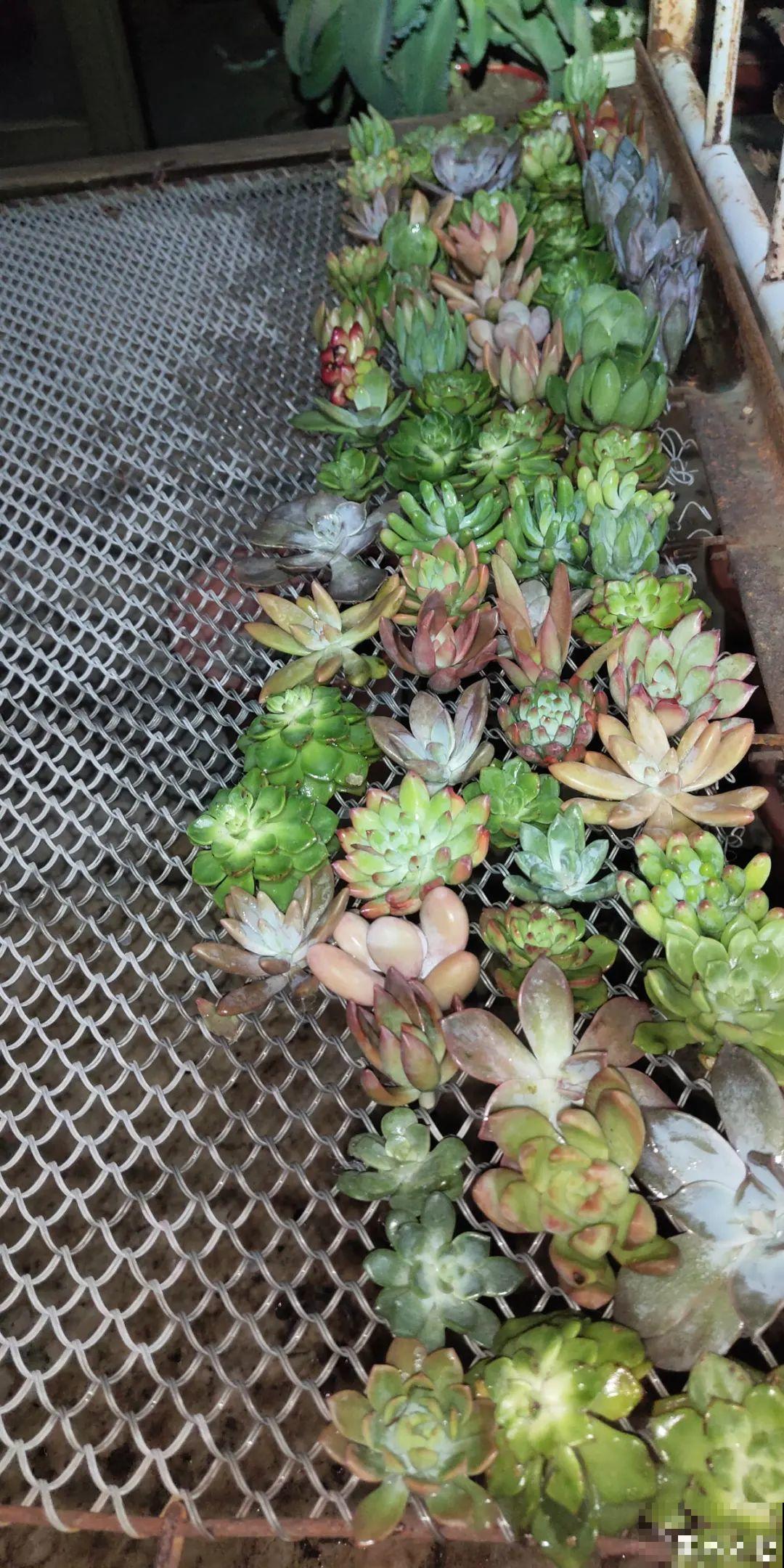 冬天扦插，只用一张塑料薄膜，就能长出小嫩芽