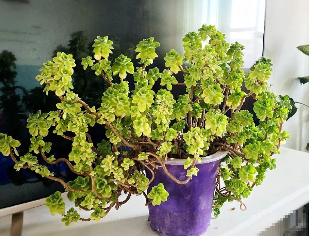 最大的长寿老桩,7年时间,养成盆景! 最大的长寿老桩,7年时间,养成盆景!