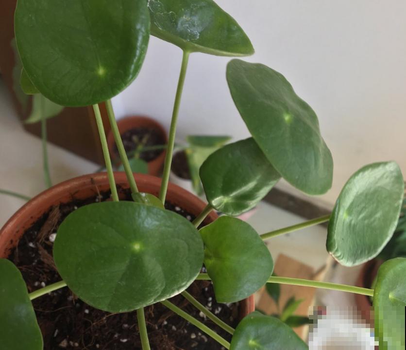镜面草适合在家养，简单好打理，满盆都是“小绿伞”！