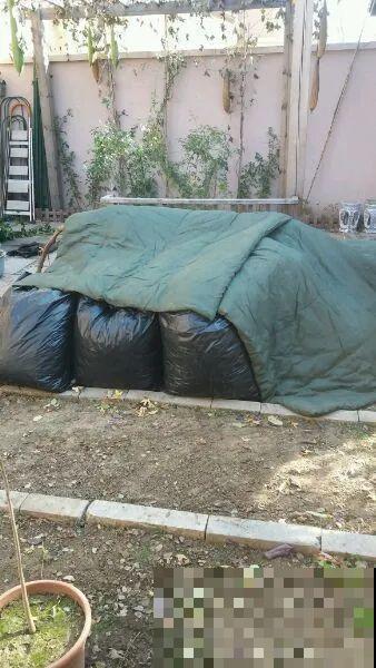 7种花冬天要休眠，看着好像枯死了，千万别丢掉