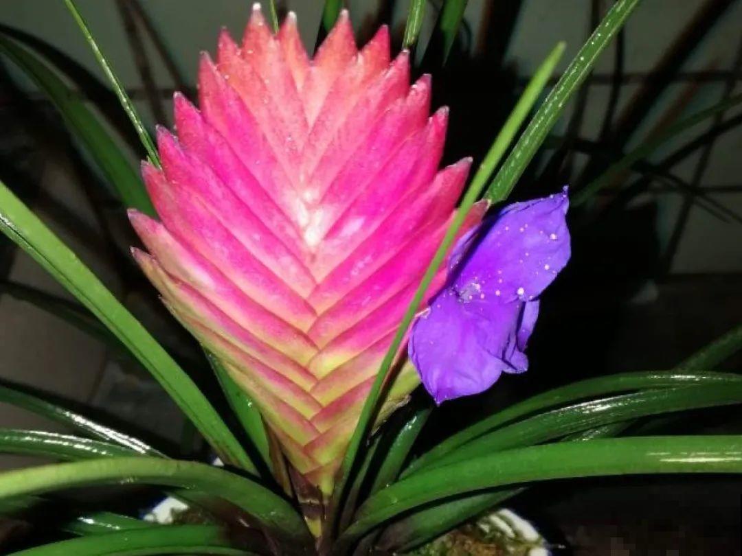 50种冬天开花植物,天冷了,照样冒花苞! 50种冬天开花植物,天冷了,照样冒花苞!