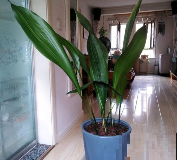 4种植物既能观赏，又能吸收“废气”，简直是家庭小能手！