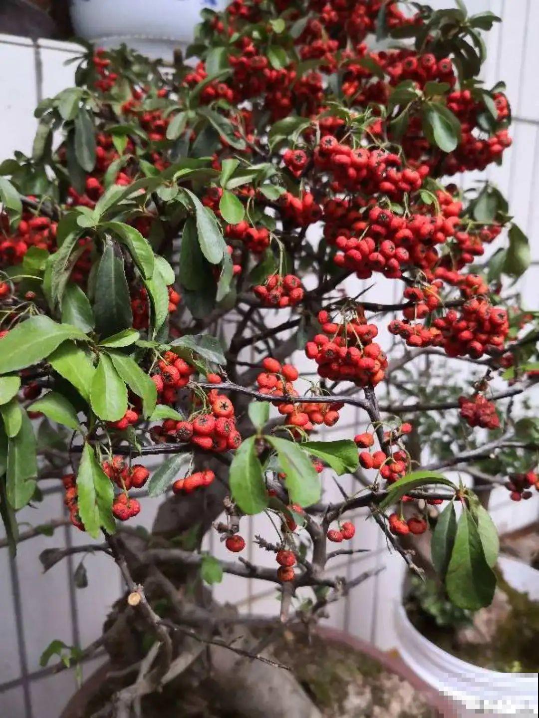 农村当柴火的花，花市卖得可贵，你认识几种？