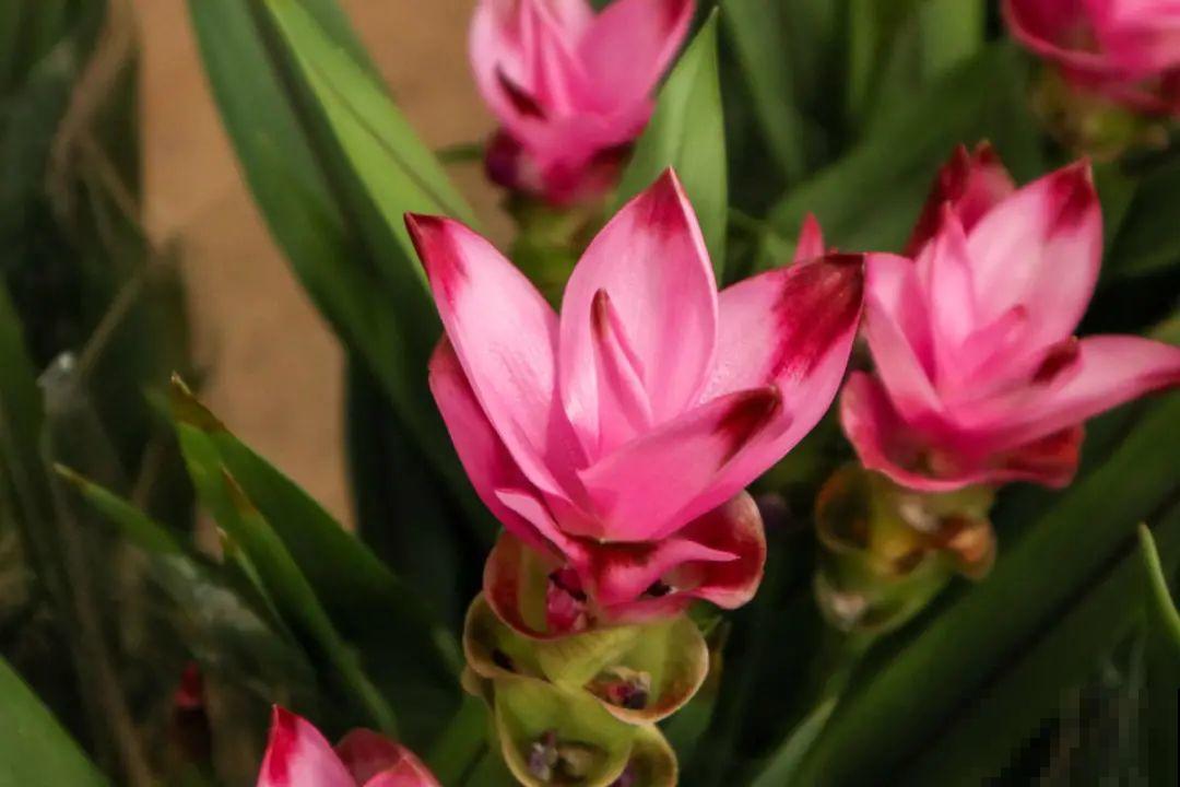 逛花市必买的花，十月入手刚刚好，不买亏大了！