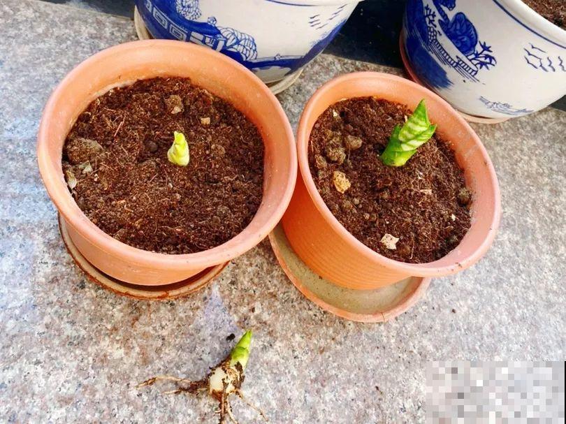 花上长了这个,再不换盆,就要憋死了! 花上长了这个,再不换盆,就要憋死了!