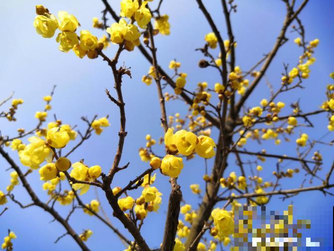 适合地栽养的花木，只要种一棵，年年有花赏！