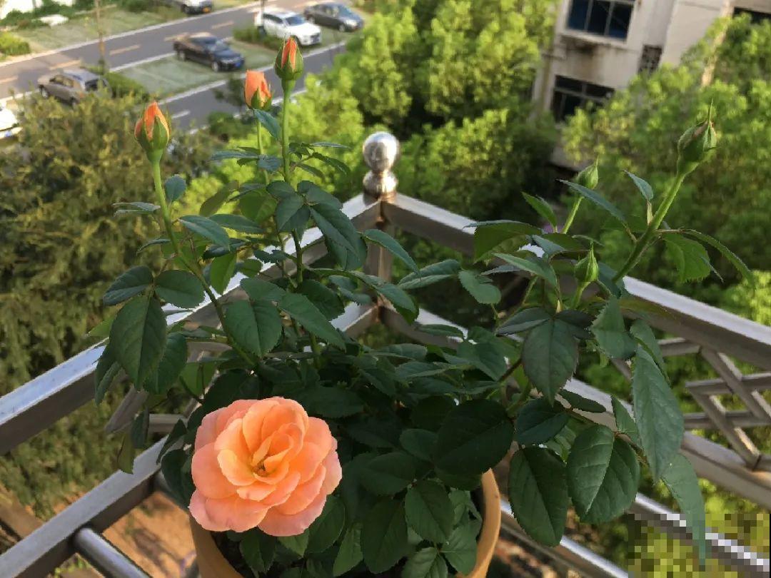 秋天特难养的花，养不活难受，还惹一肚子气！