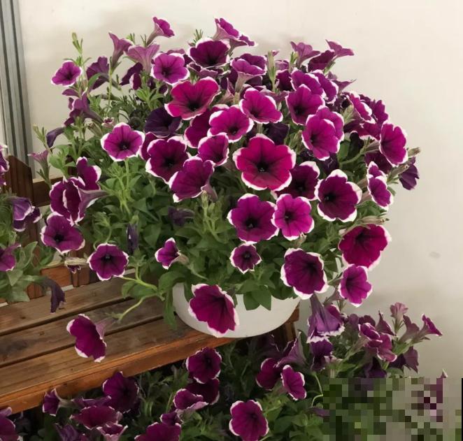 家里养盆矮牵牛，狠心掐一掐，开花更易爆盆