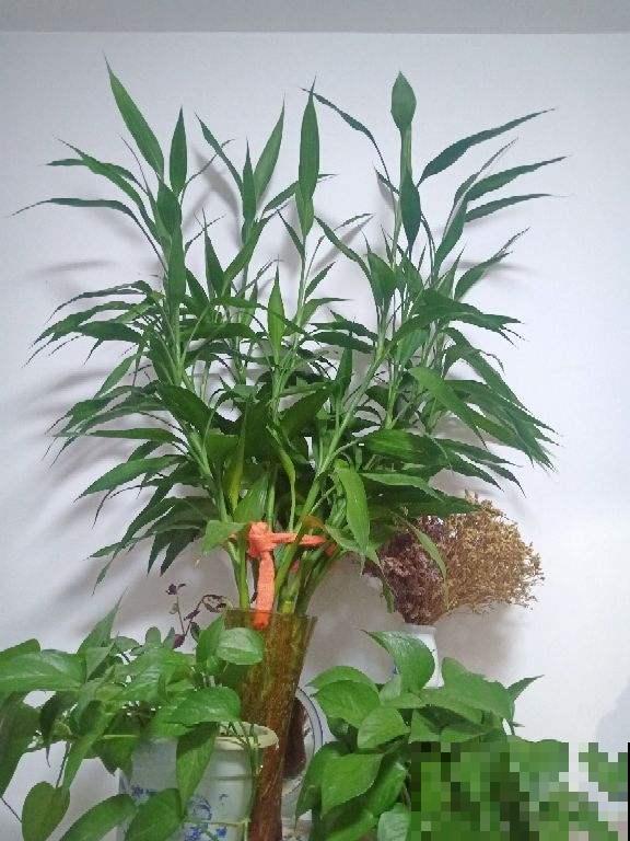 家里养盆“吉祥竹”，枝干翠绿有生机，寓意日子节节高