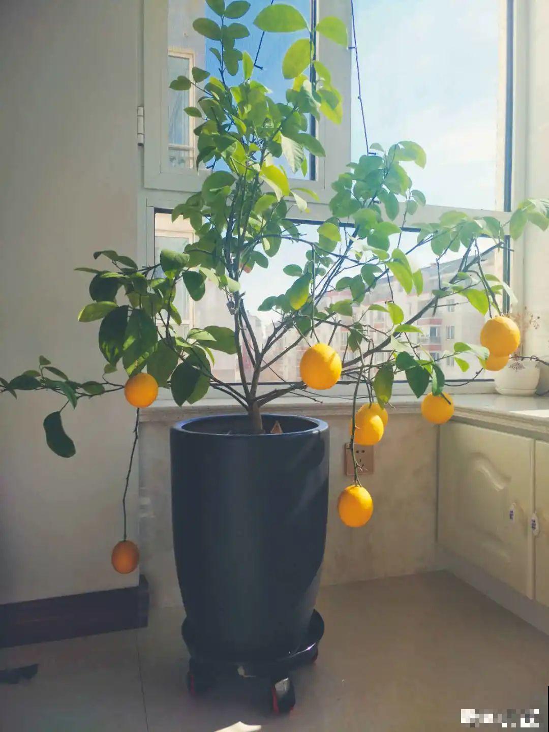 秋天特难养的花，养不活难受，还惹一肚子气！