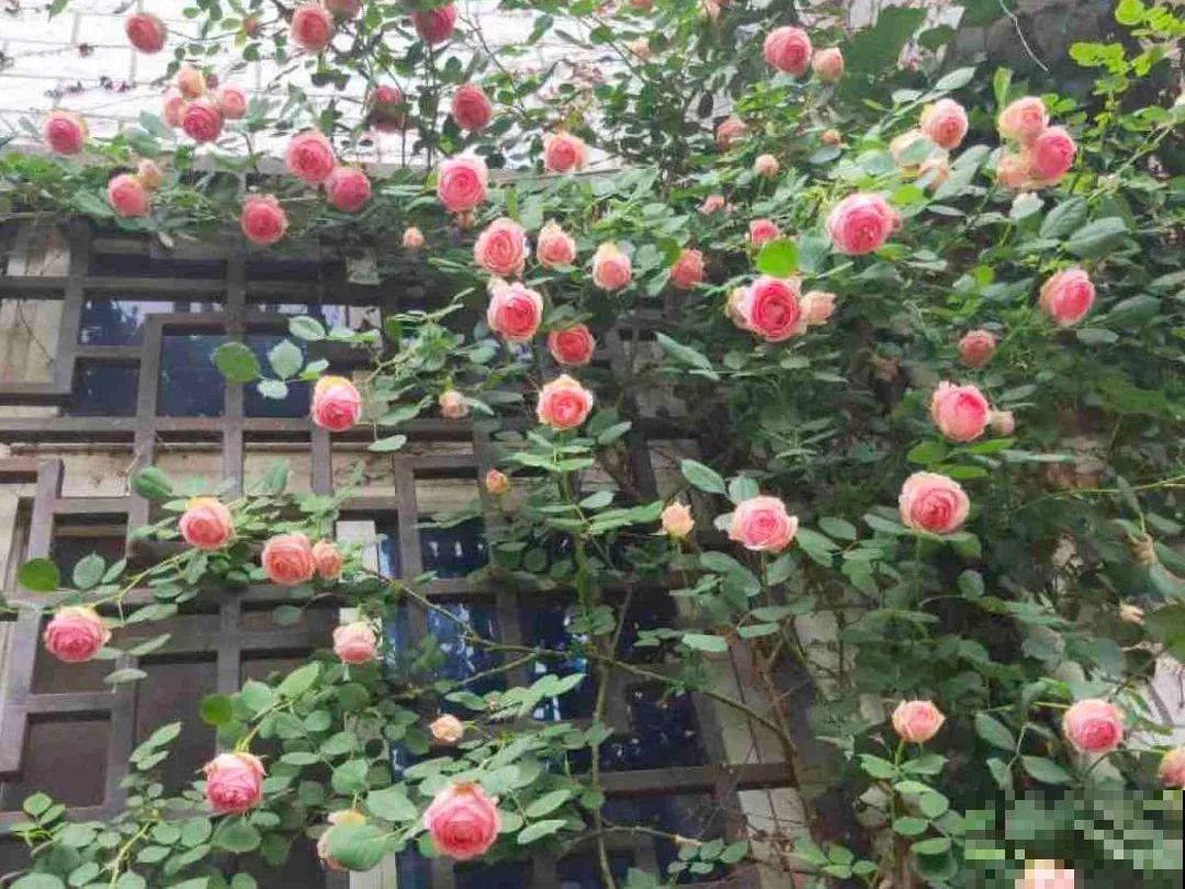 现在开始埋冬肥了,月季补一补,明年满枝爆花! 现在开始埋冬肥了,月季补一补,明年满枝爆花!