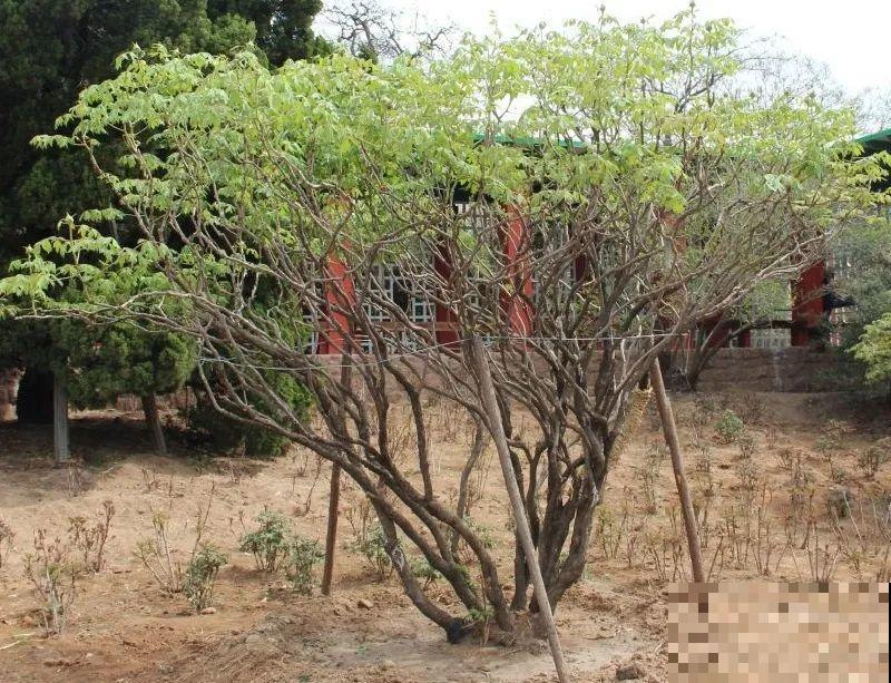 现在开始埋冬肥了,月季补一补,明年满枝爆花! 现在开始埋冬肥了,月季补一补,明年满枝爆花!