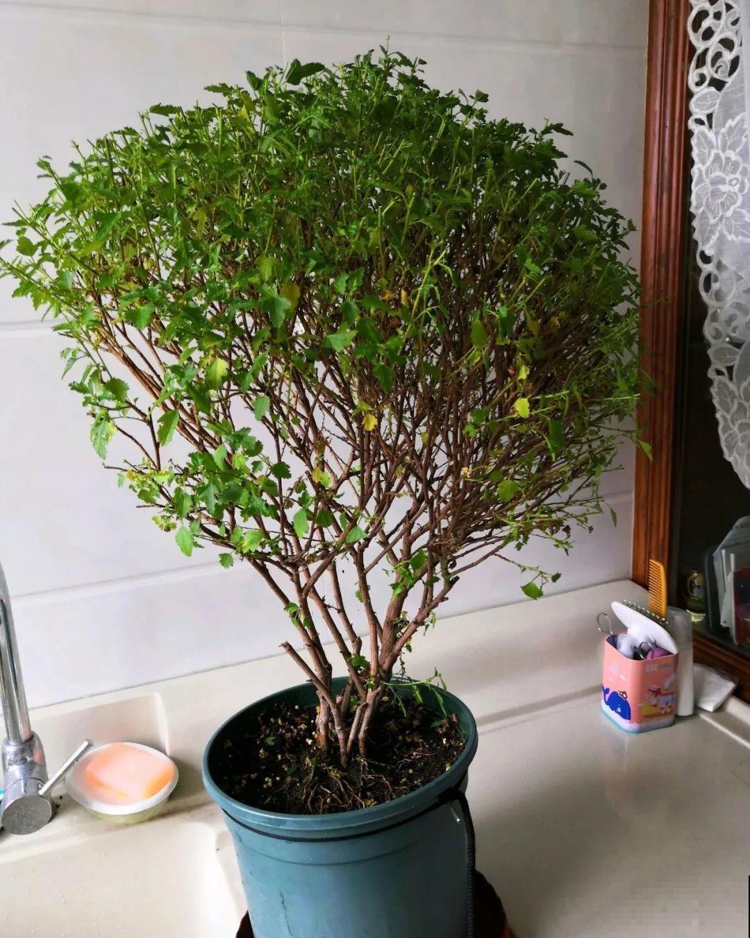 霜降来临，茉莉抓紧剪一波，更抗冻，好过冬！