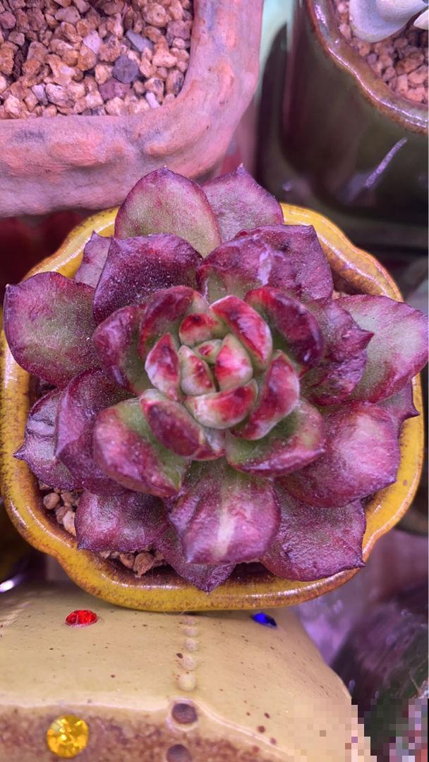 养多肉最重要的是养根，沙土养护才最好，透气好根长得旺