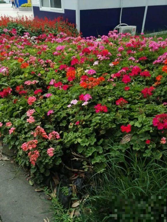 秋分后，绿化带捡种子，回家撒土里就活！