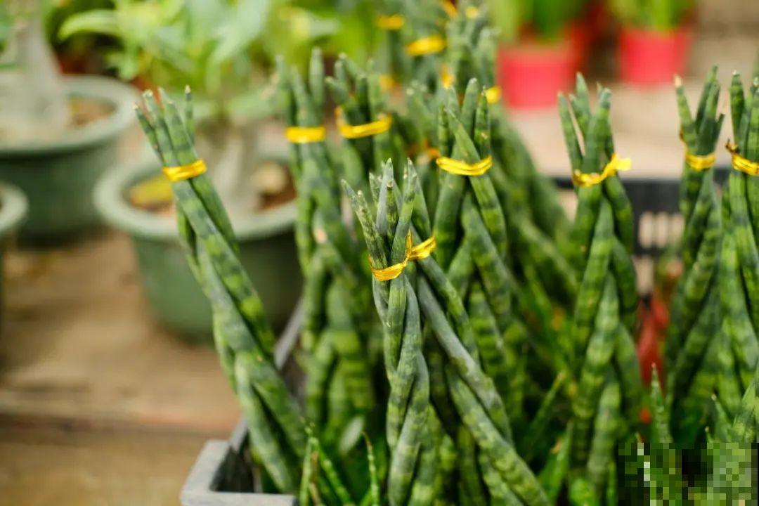 逛花市必买的花，十月入手刚刚好，不买亏大了！