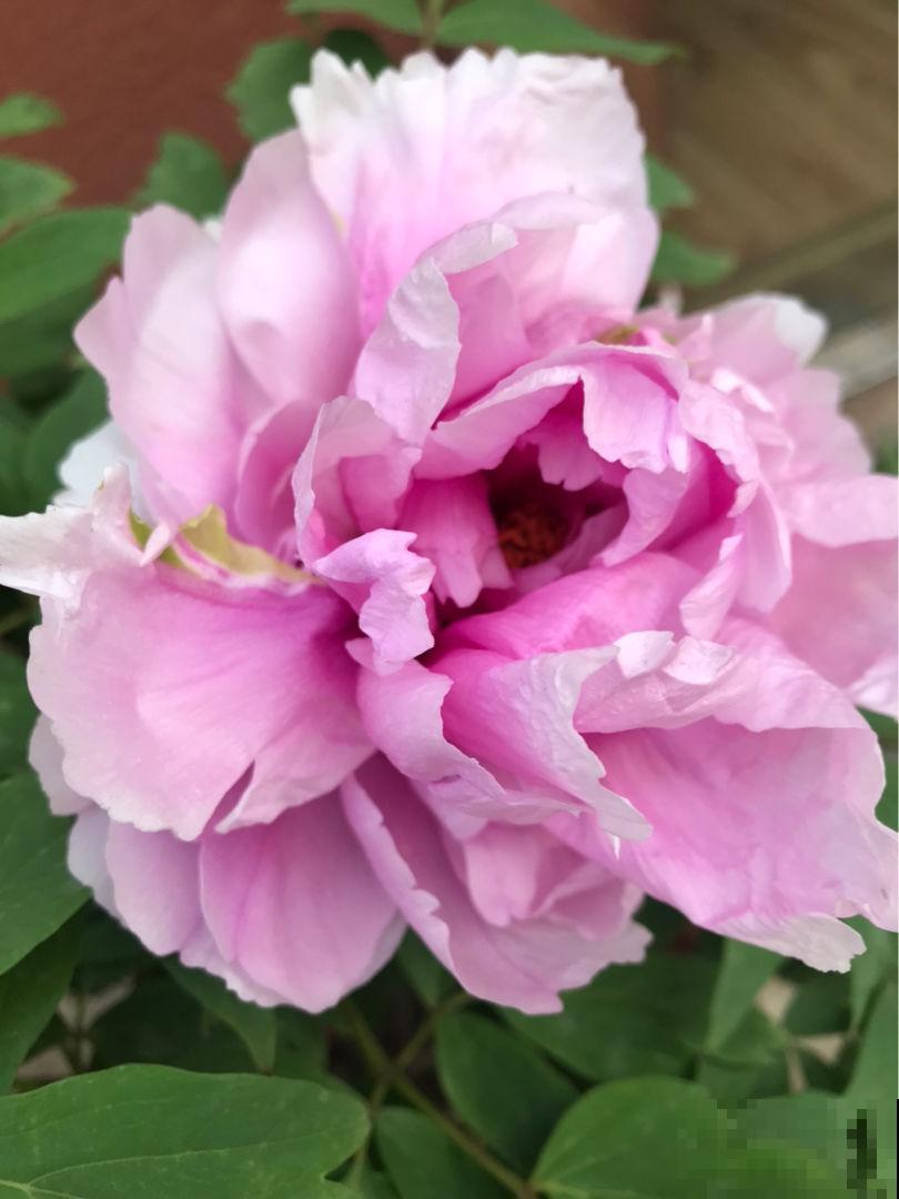 兰花扔室外，5℃冻俩月，开花一茬接一茬