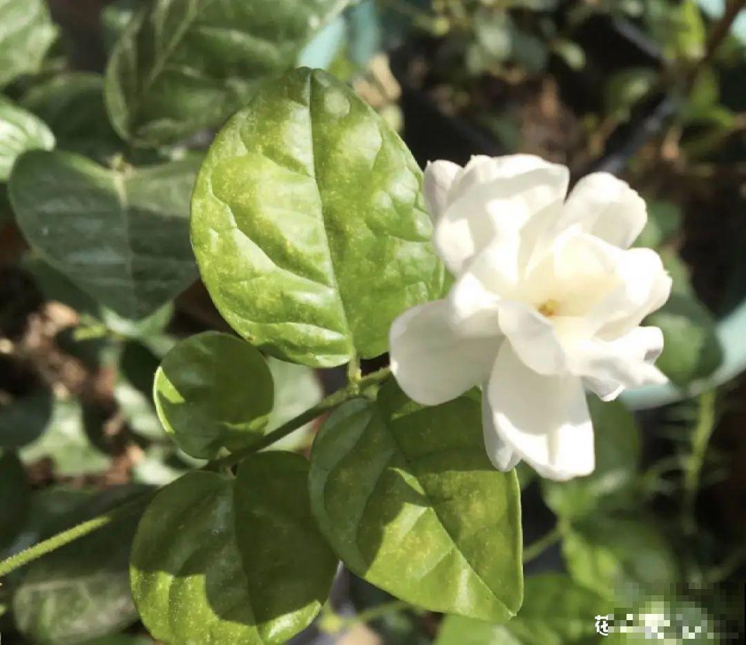 秋天特难养的花，养不活难受，还惹一肚子气！