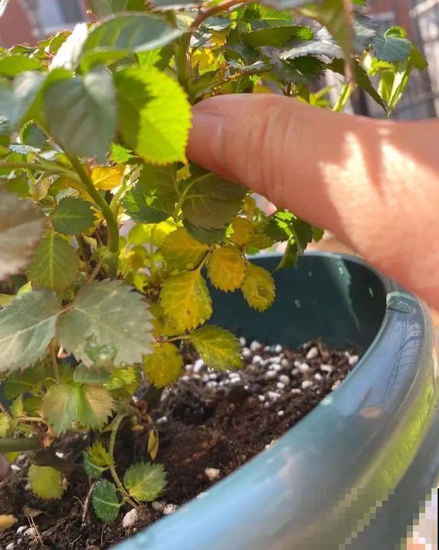 养花叶子突然发黄，赶紧救，还有希望！