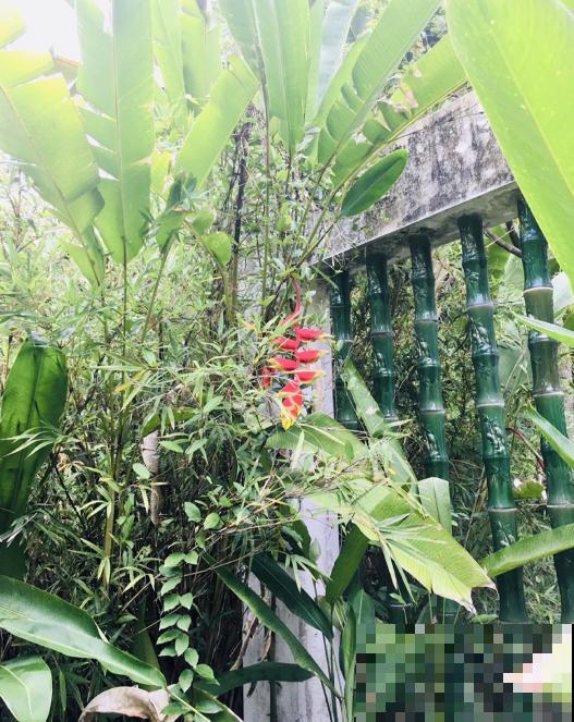 阳台种盆蝎尾蕉，一年四季开花，大气又漂亮！