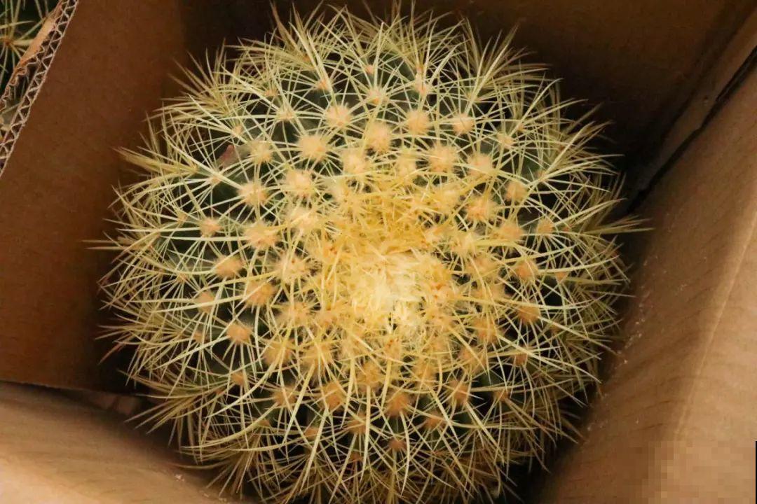 逛花市必买的花，十月入手刚刚好，不买亏大了！