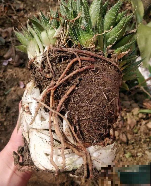 花上长了这个,再不换盆,就要憋死了! 花上长了这个,再不换盆,就要憋死了!