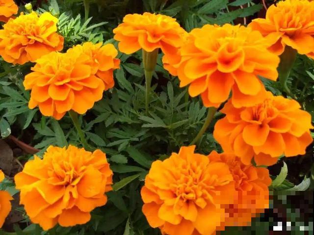 秋分后，绿化带捡种子，回家撒土里就活！