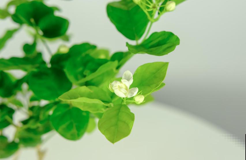 这5种花不抗冻，趁早搬进室内，暖暖活活过秋冬！