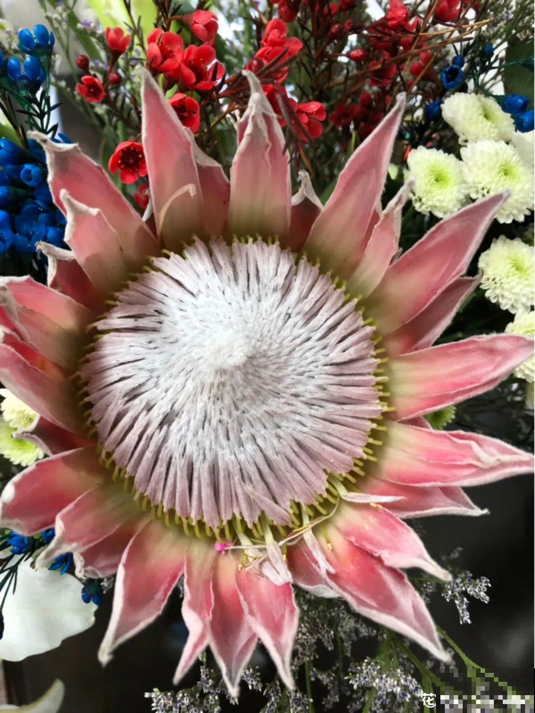 8种贵花，一盆好几百，有钱了一定要买一盆！