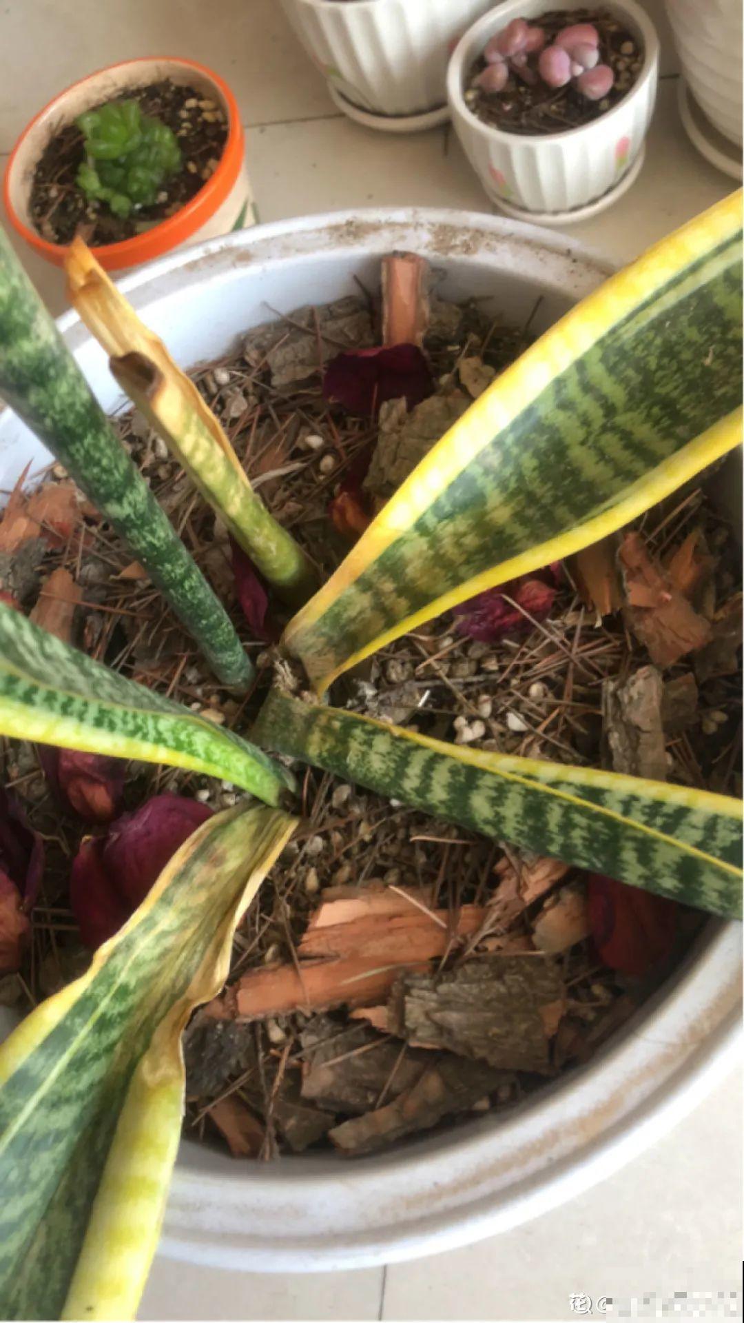 10种花少浇水，天冷容易涝根，旱一旱才长得旺