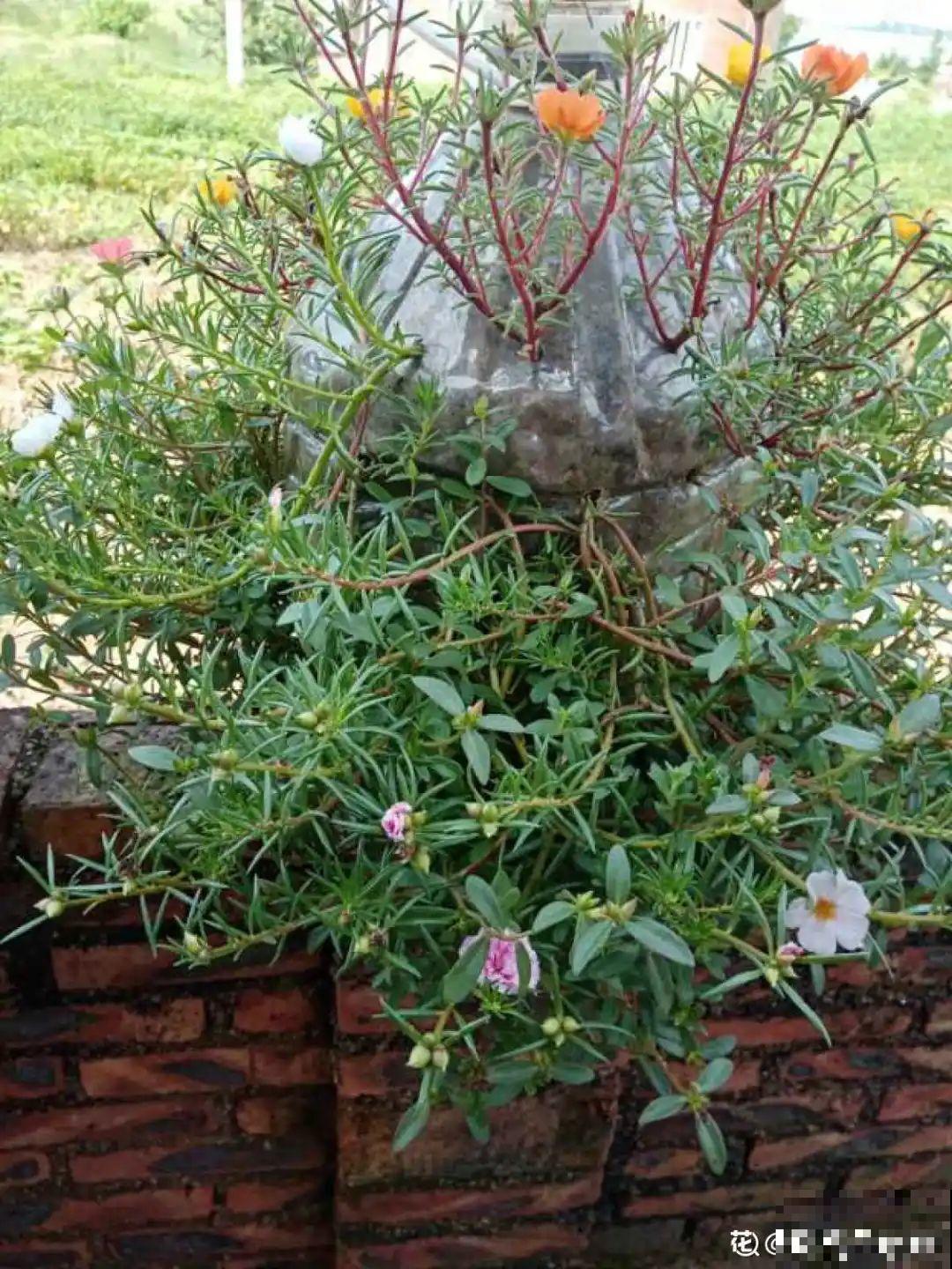 垃圾桶也能养花，扦插种菜样样行，省了不少买盆钱