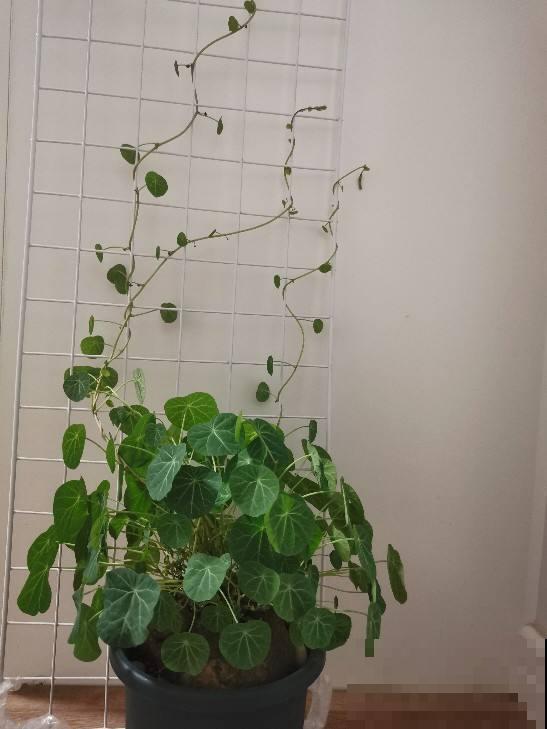 种到花盆里一个“大土豆”，俩月后开始疯狂冒芽，现在爬满整面墙