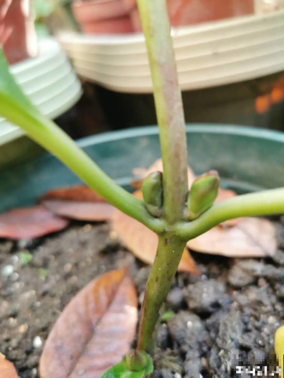 秋天开始降温了,9种花放外面冻一冻,开出饱满大花球 秋天开始降温了,9种花放外面冻一冻,开出饱满大花球