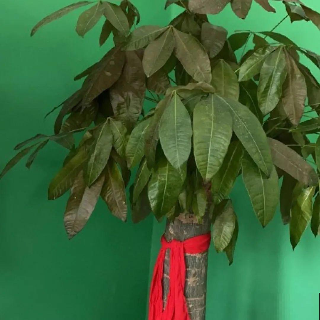 11月,千万别买这种花,养不活惹一肚子气! 11月,千万别买这种花,养不活惹一肚子气!