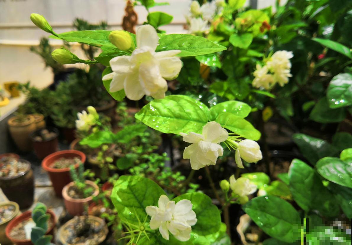 秋冬动不动就生病？养这4盆花，益处多多！