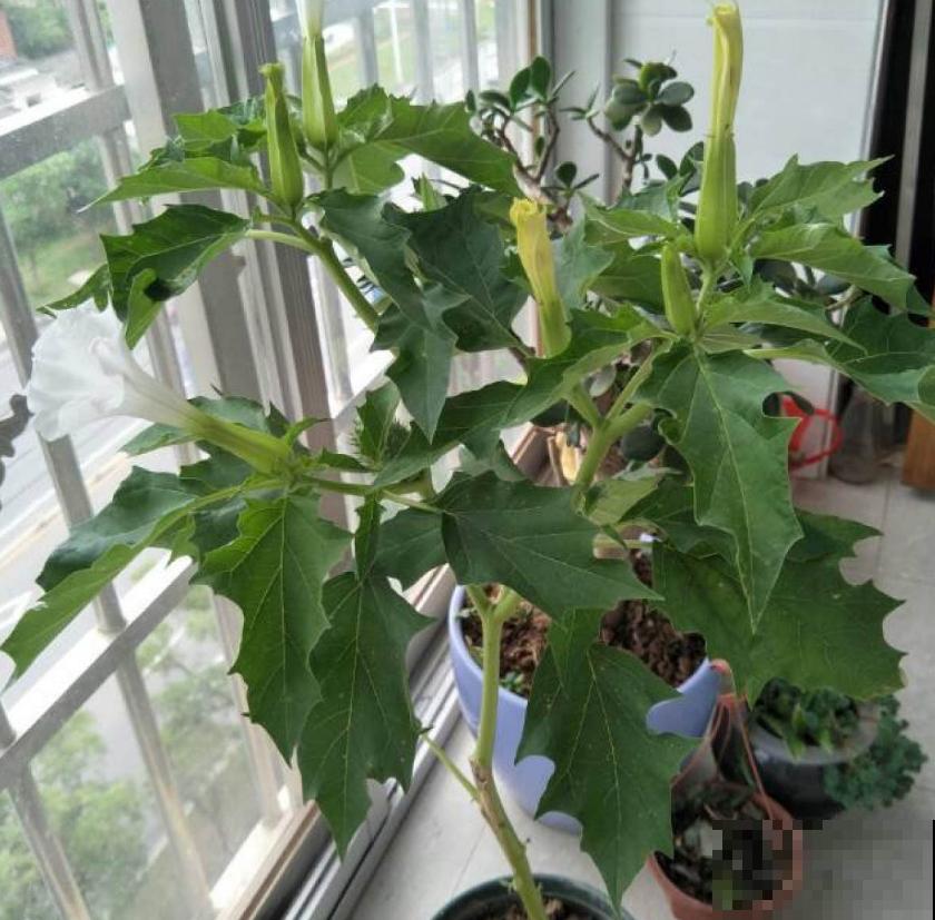 美艳毒辣的曼陀罗，一不小心就中毒，人人看了绕路走！